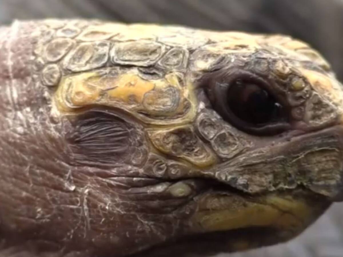 Liberados 22 ejemplares de fauna silvestre en Caldas