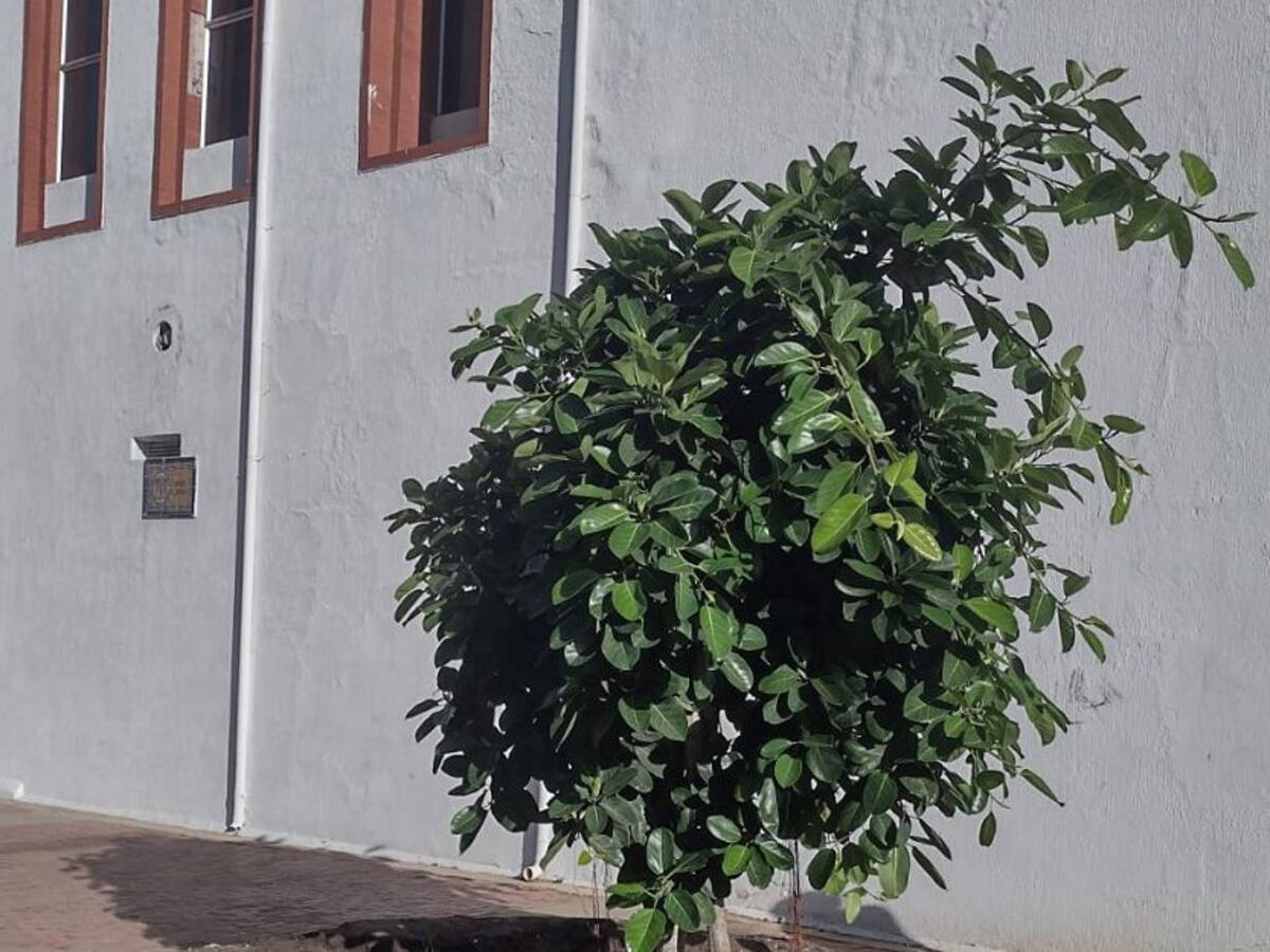 Polémica por costoso contrato para revitalizar el ‘Palito de Caucho’