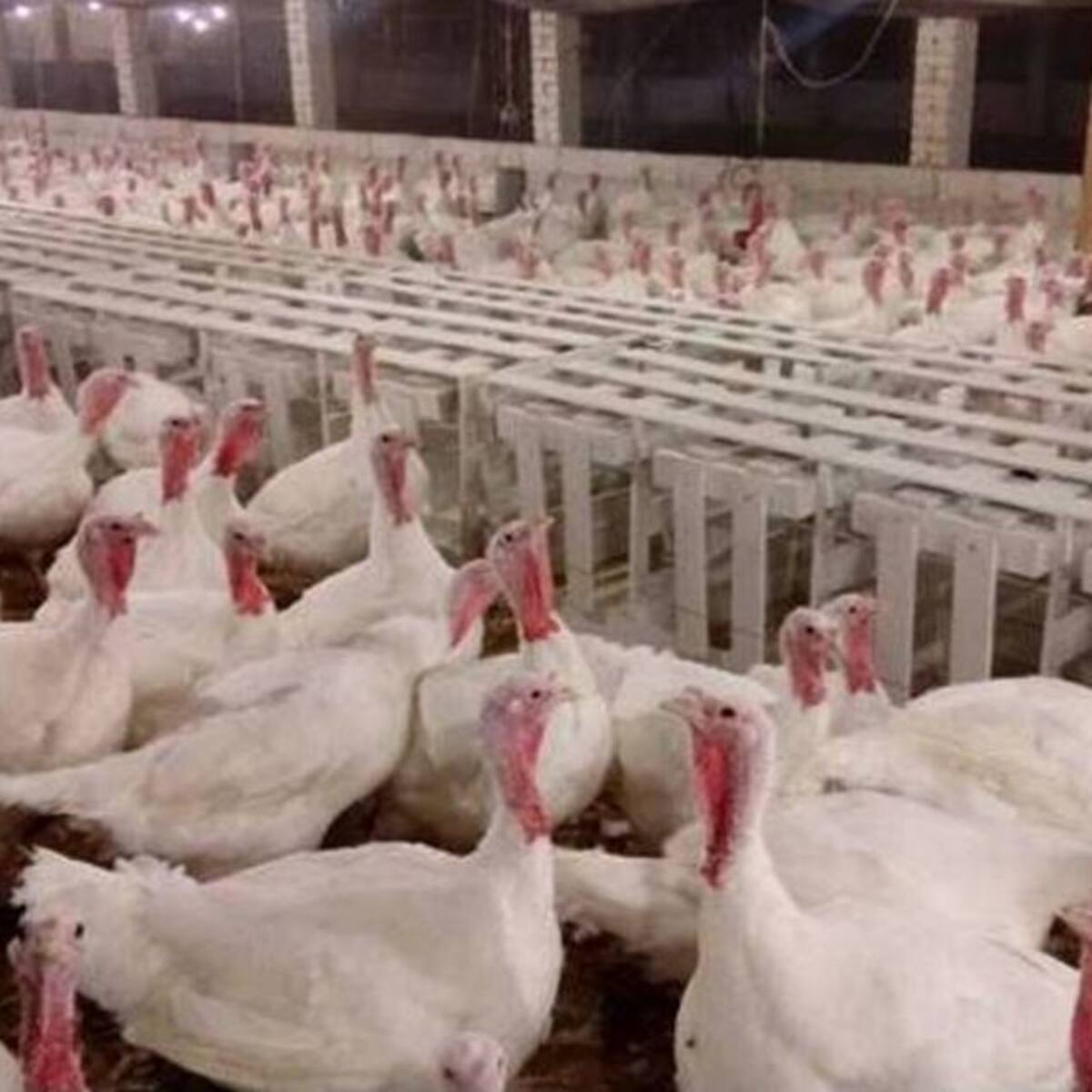 ¿De dónde vienen los pavos de Navidad?