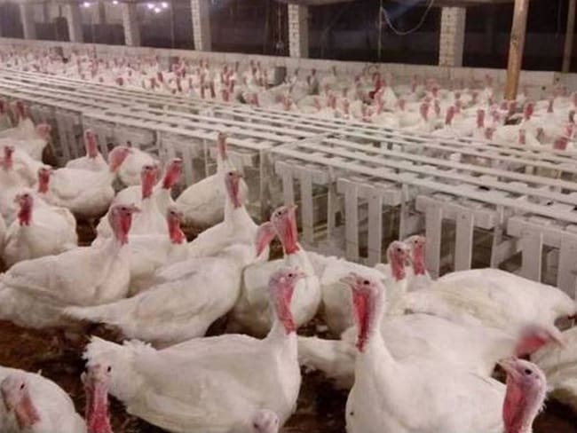 ¿De dónde vienen los pavos de Navidad?