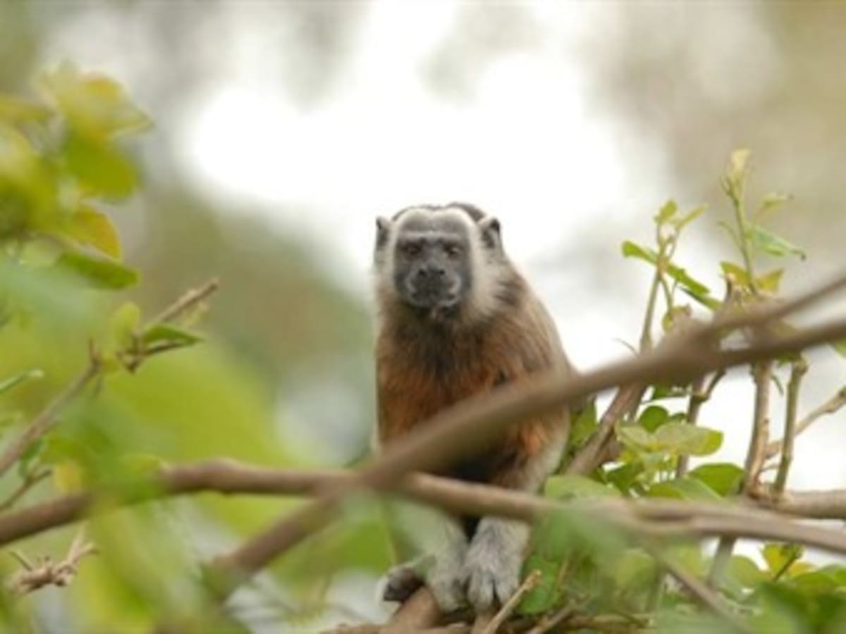 Tití gris: primate colombiano en peligro de extinción
