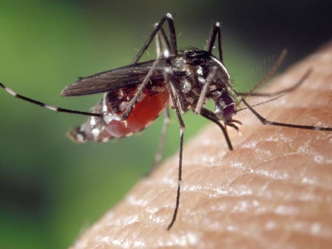 Imagen de referencia de un mosquito