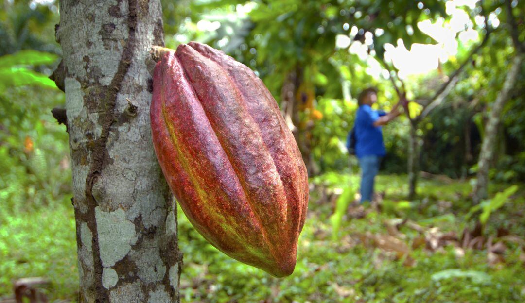 Cultivo de cacao en Cahuita, Costa Rica, uno de los países participantes del estudio.