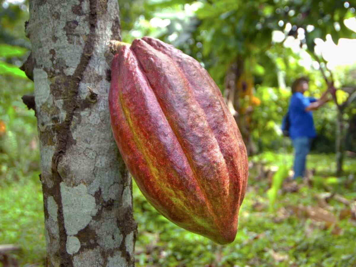 ¿El cambio climático está impactando la producción de cacao?