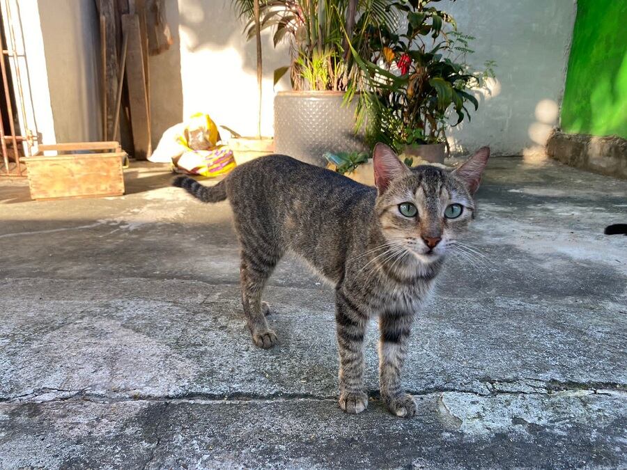 Alcaldía de Cartagena