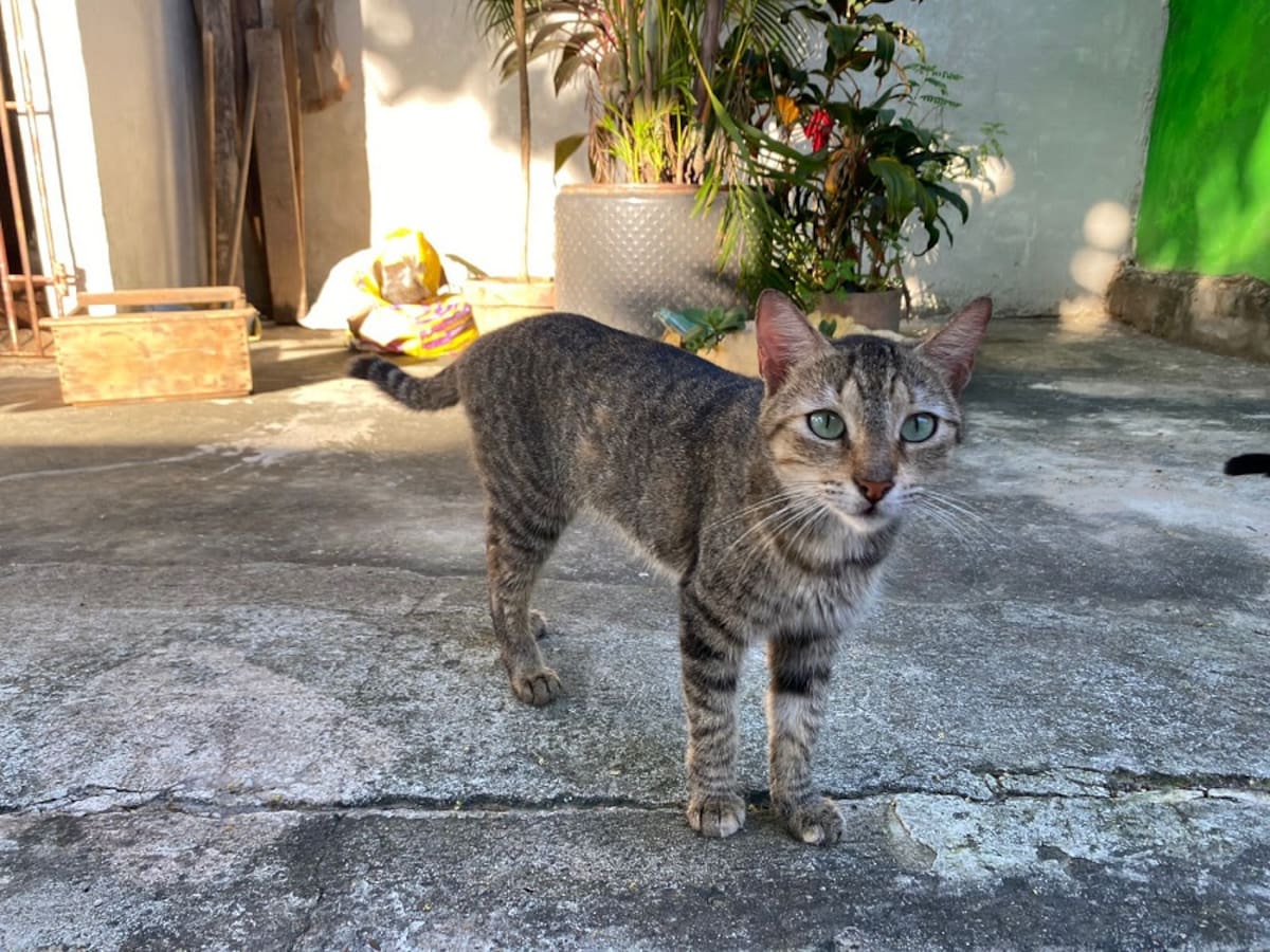 Umata realizará jornada para dar a conocer sanciones por envenenamiento de mascotas