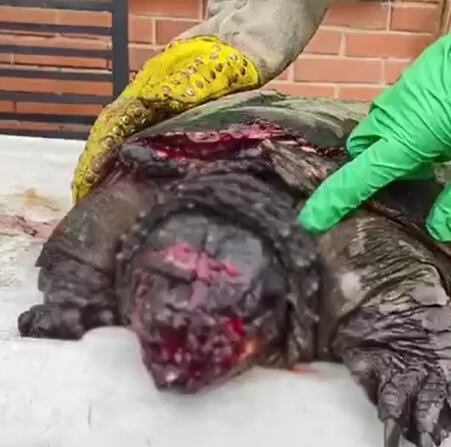 Así quedó la tortuga víctima de maltrato en el Quindío. Foto Cortesía CRQ