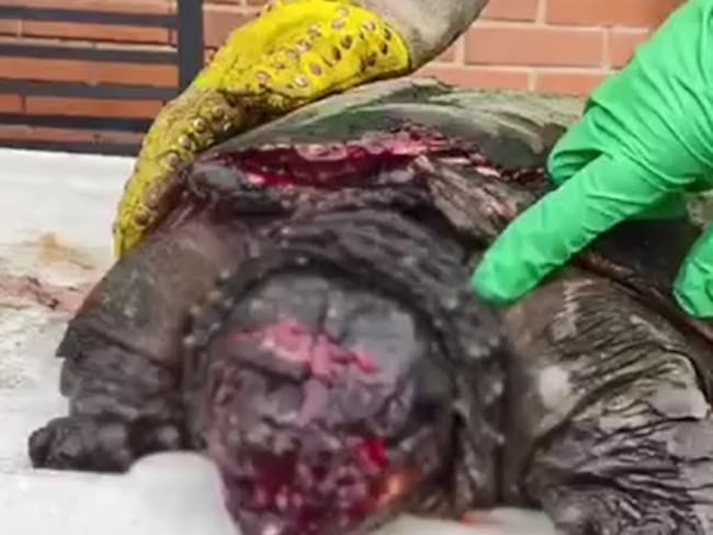 Así quedó la tortuga víctima de maltrato en el Quindío. Foto Cortesía CRQ