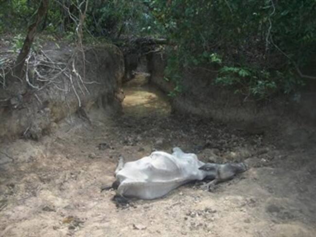 En Antioquia lanzan Operación Salvamento por animales de Casanare