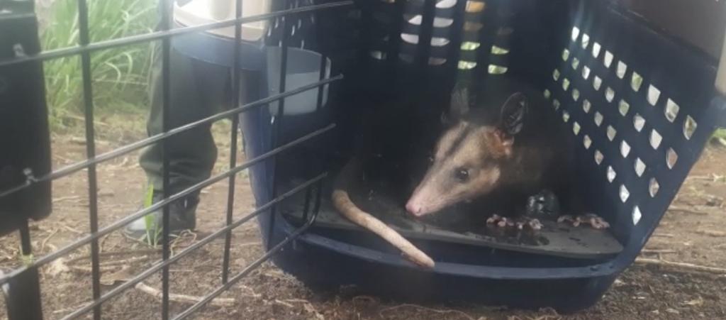 Zarigüeya rescatada por la Policía Ambiental en Sandoná tras ataque de la comunidad | Foto: Policía Nariño