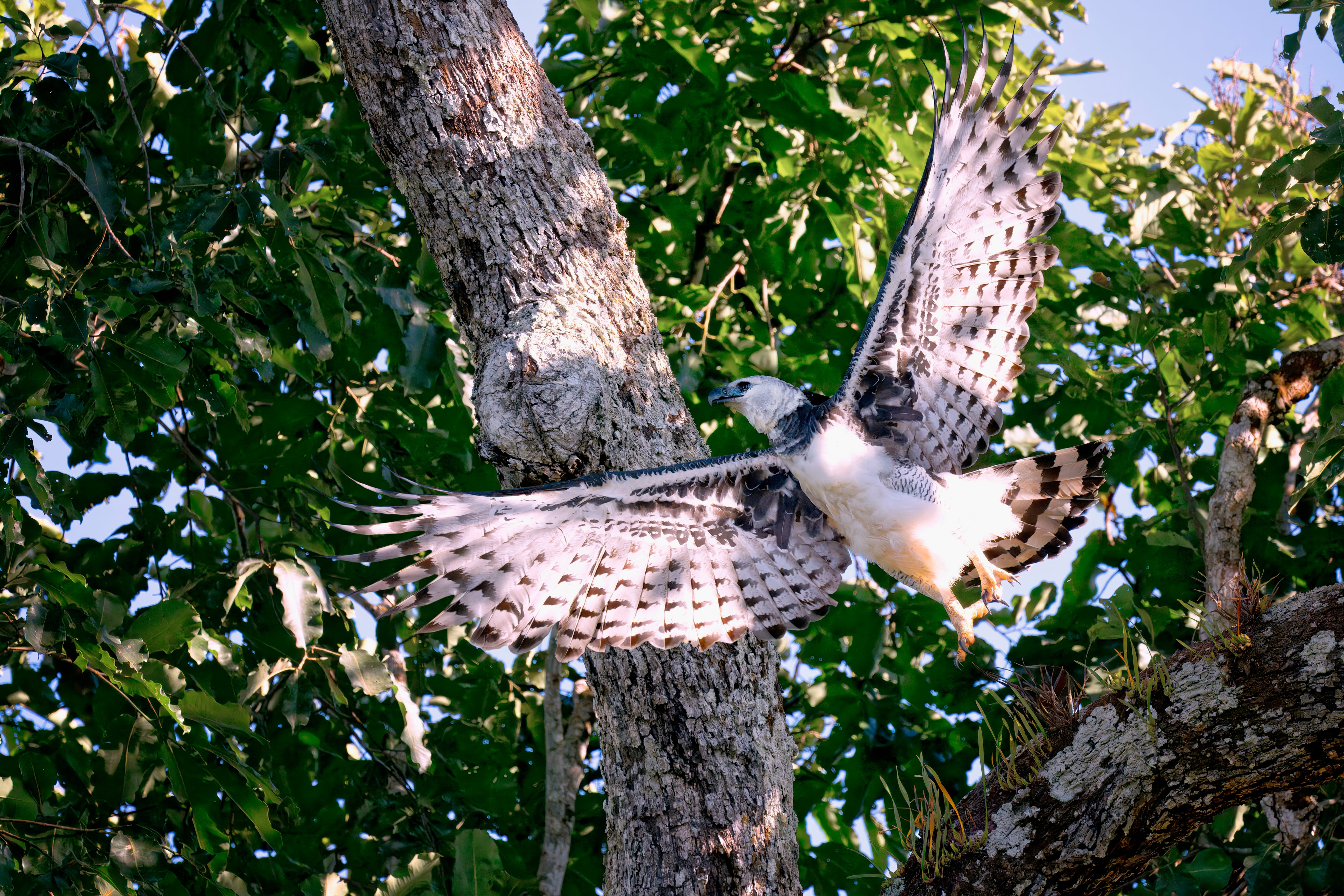 Águila Arpía. Foto: Getty Images.