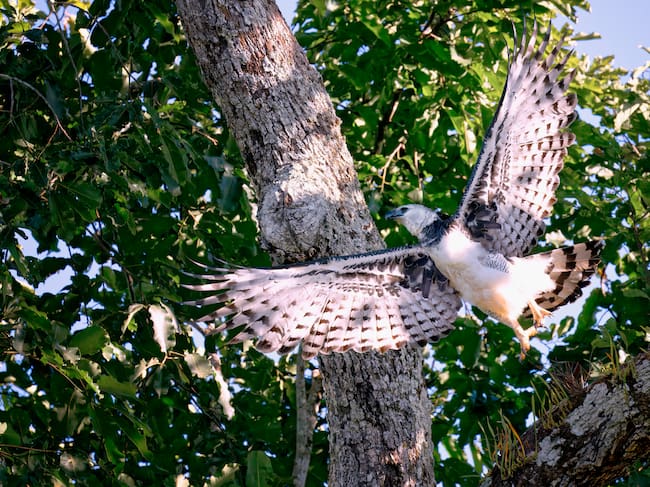 Águila Arpía. Foto: Getty Images.