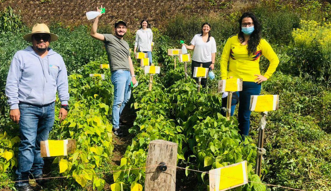 Investigadores en cultivo piloto biofortificado en Chocontá, Cundinamarca. 