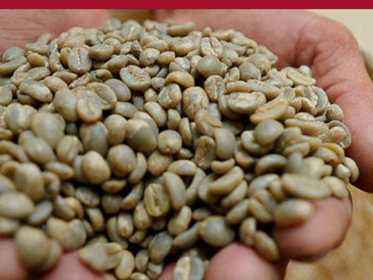 En riesgo mercado de exportación de café aseguran desde el gremio caldense