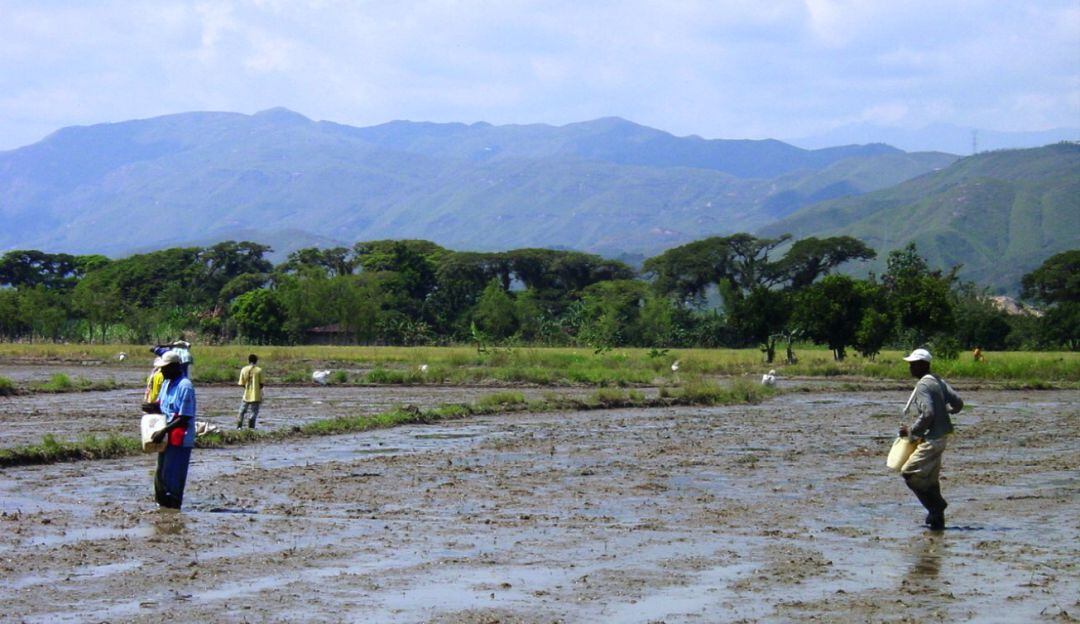 Capacitación a los productores de arroz 