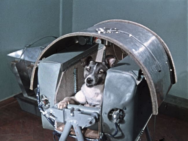 Laika, el primer animal en ir al espacio. Foto: Gettyy Images.