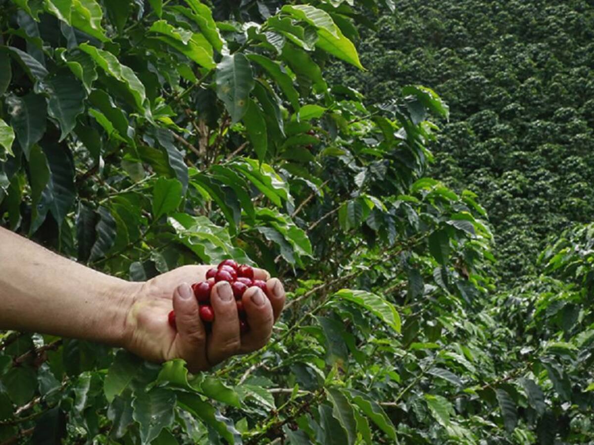 Preparan plan especial para evitar contagios durante la cosecha cafetera