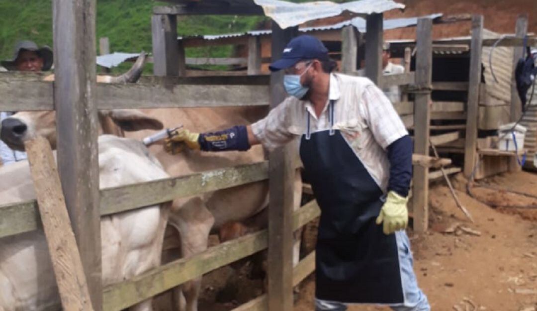 En el Quindío visitaron 2500 predios para vacunación contra fiebre aftosa