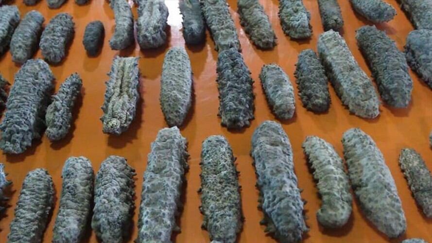 Pepinos de mar incautados. Foto: Secretaría de Ambiente de Bogotá