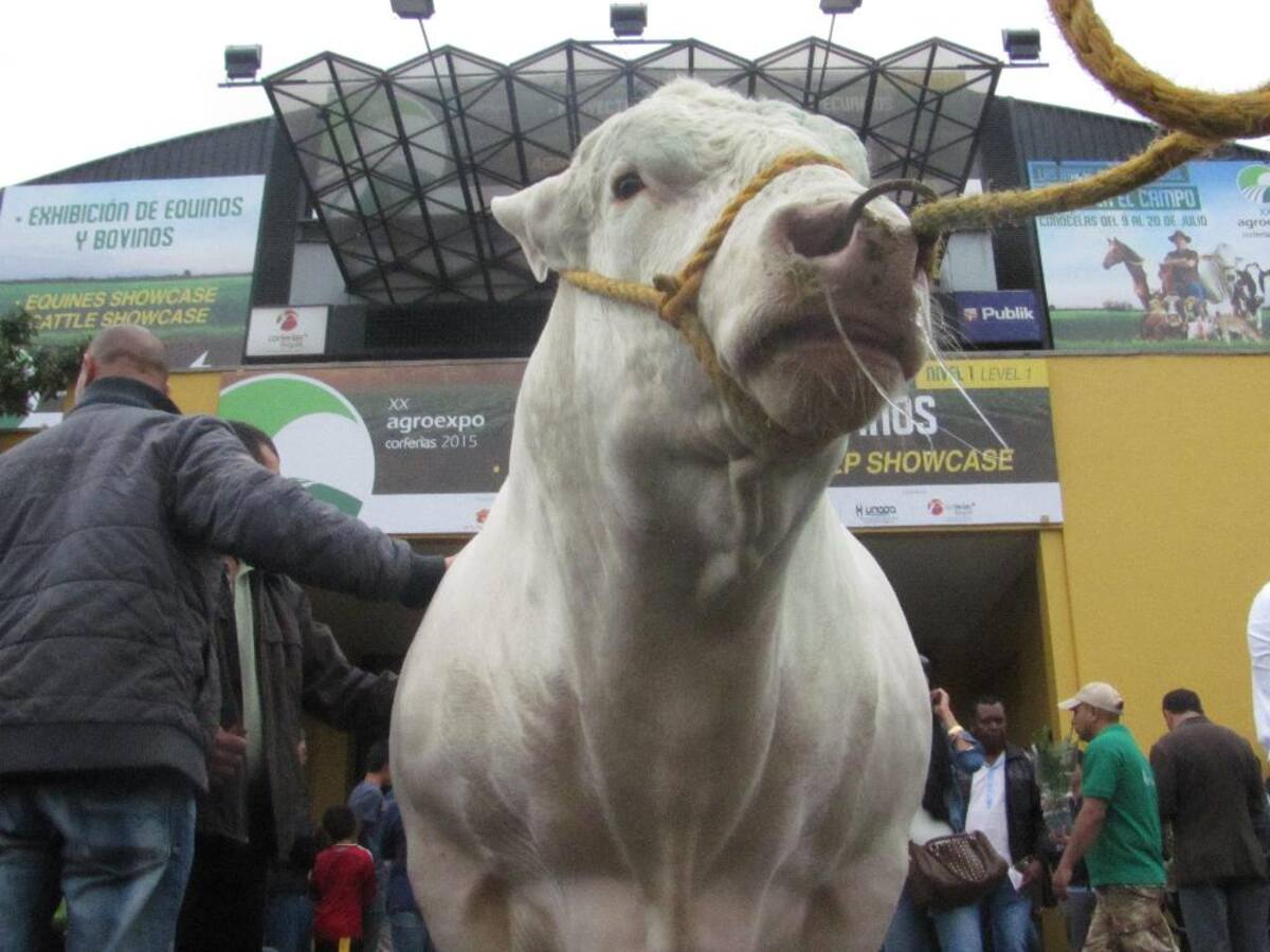 Título de la imagen