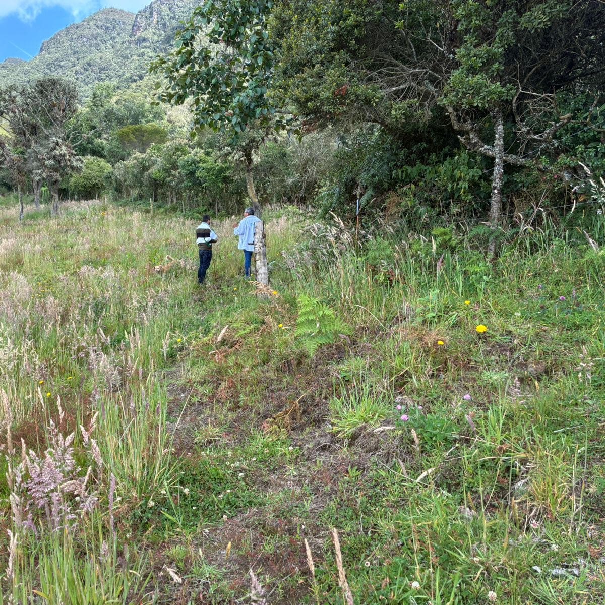 Robaban agua al acueducto para sembrar papa: CAR interviene cultivo ilegal en el río Bogotá