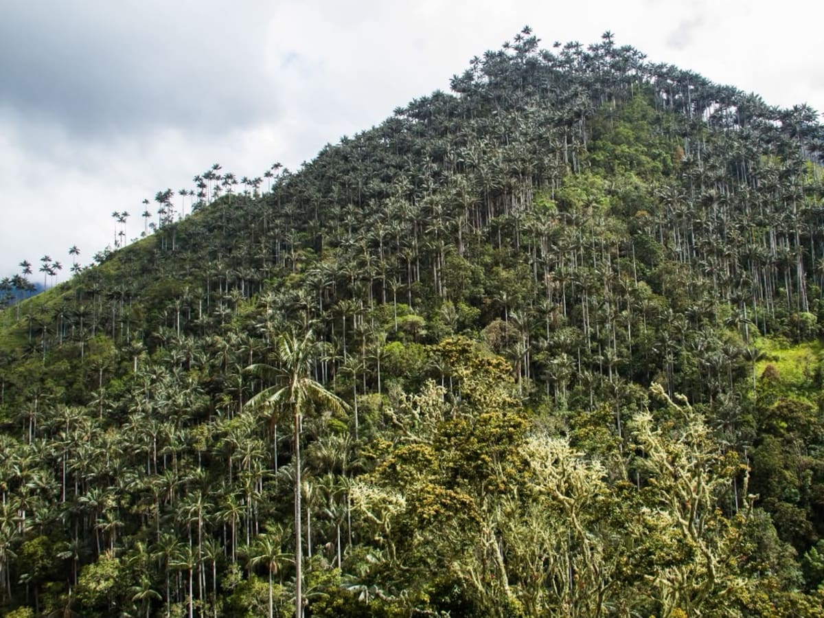 Declaran protegidas más de 1.900 hectáreas para conservar la palma de cera en Toche, Tolima