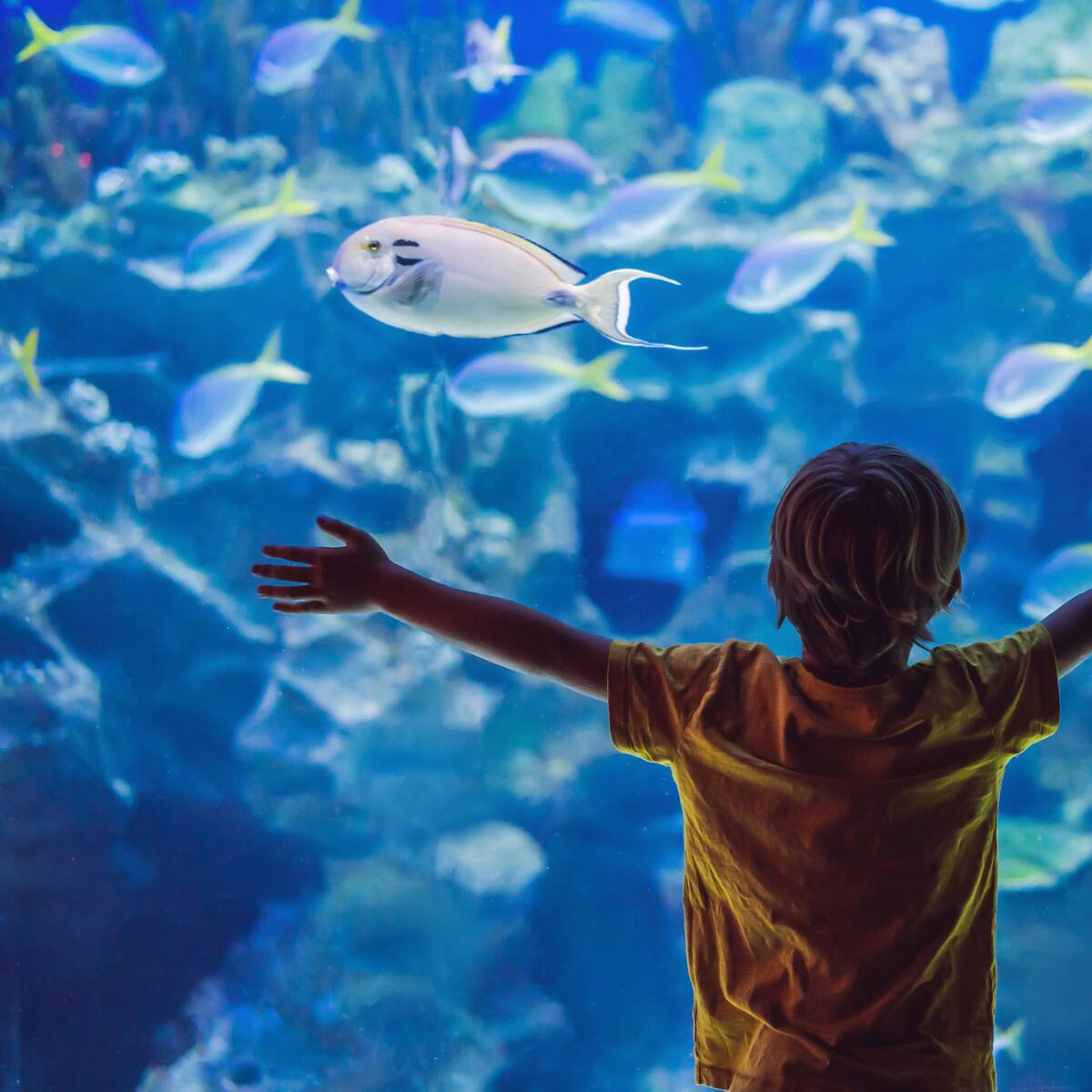 ¿Cuánto vale la entrada al Acuario en Santa Marta 2024? Recorrido dura 45 minutos