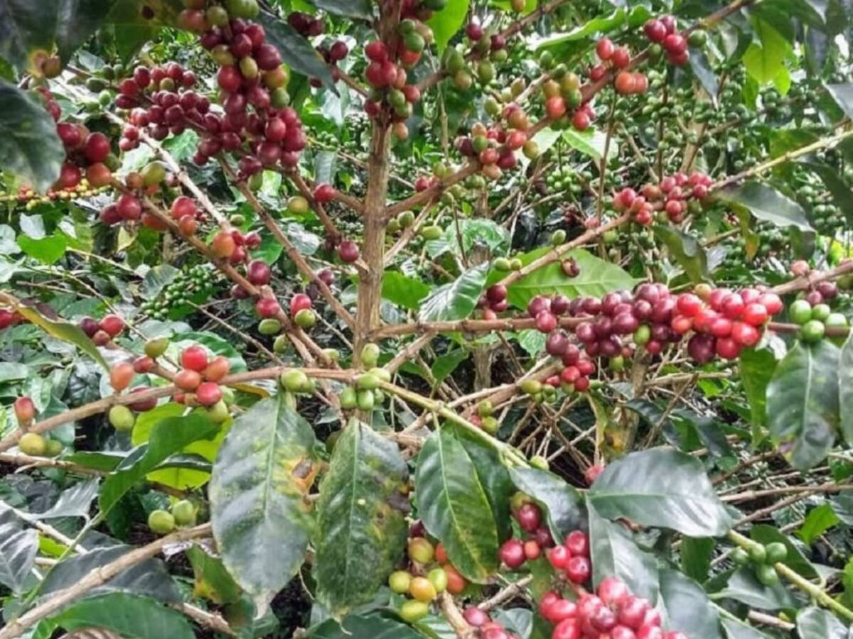 Suelos cafeteros están perdiendo calidad, advierte Dignidad Cafetera