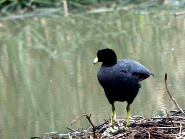 Cierran vertederos de cinco empresas por contaminar humedales en Bogotá