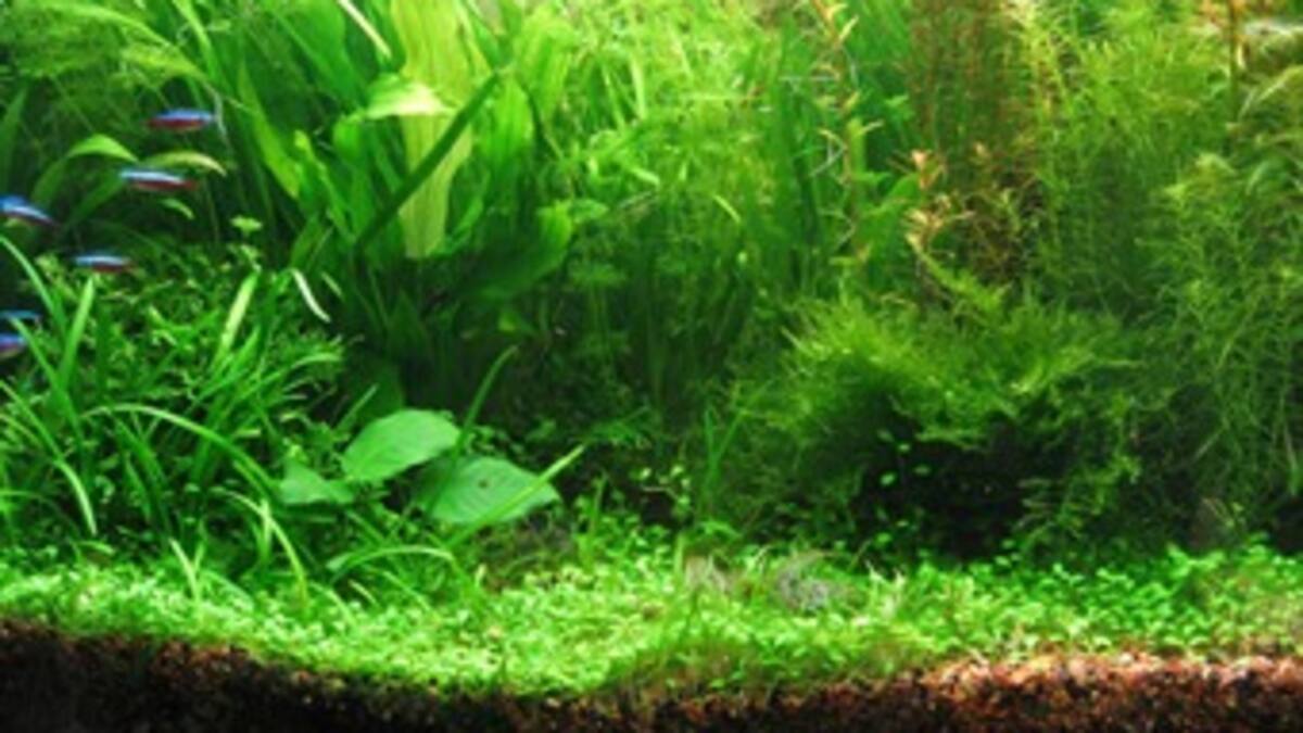 Algas: con potencial biotecnológico y uso industrial