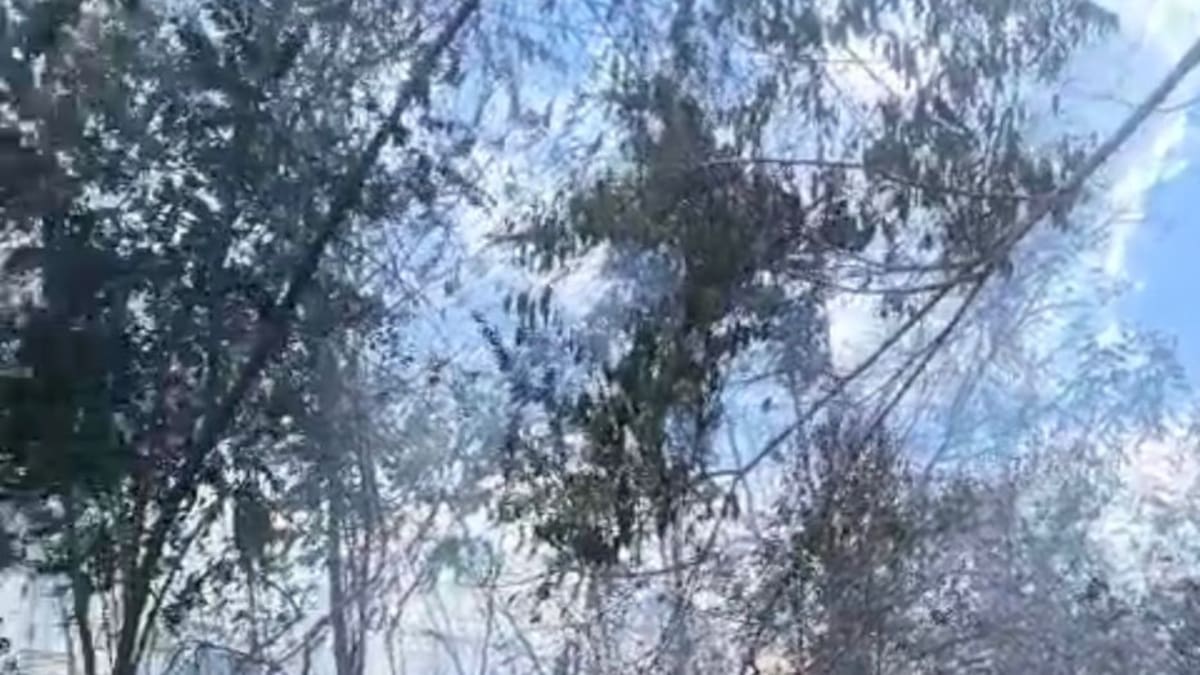 Incendio forestal en Viotá, Cundinamarca: Bomberos atienden la emergencia