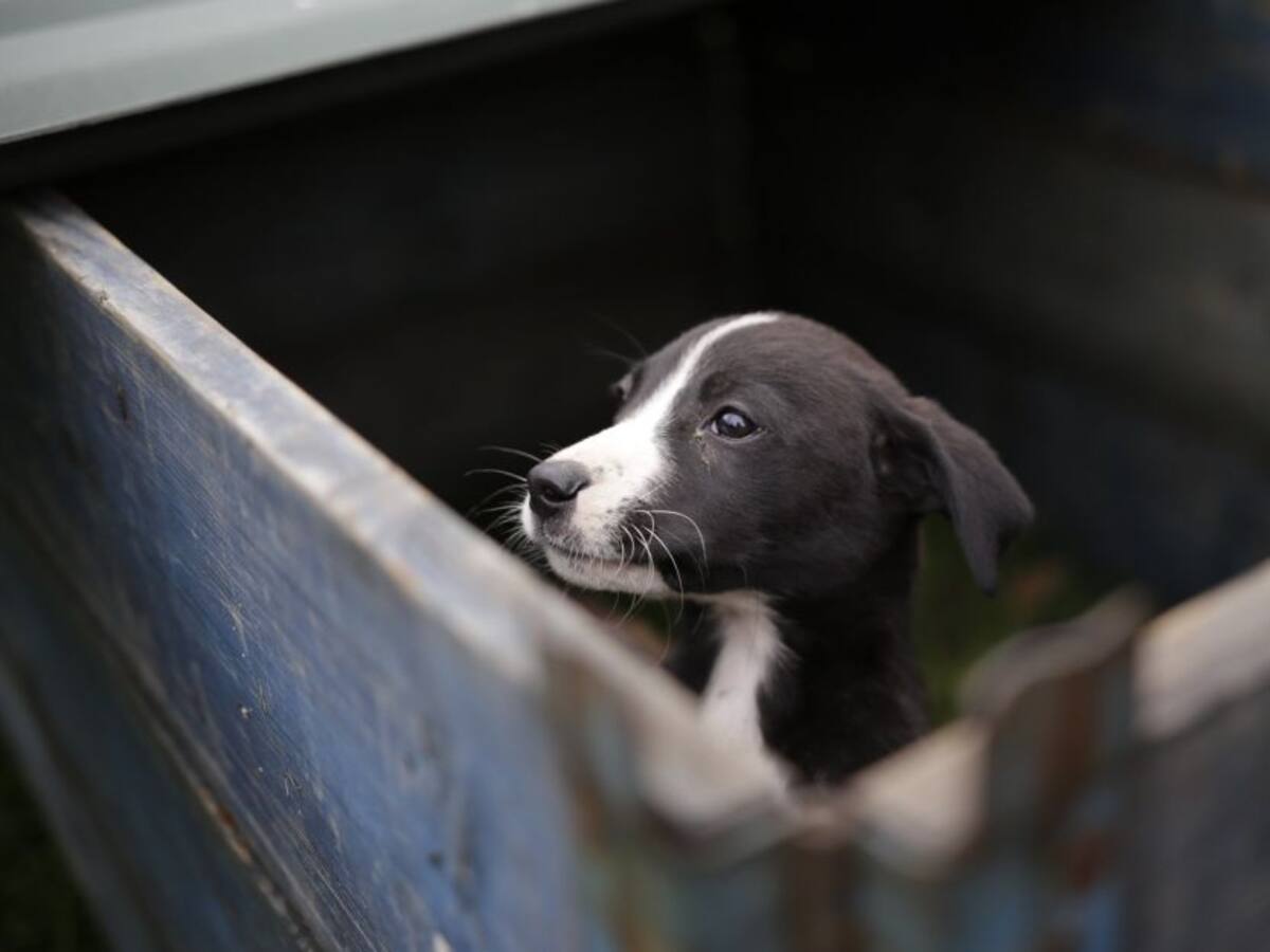 Quejas de la Asociación Protectora de Animales en Cartagena