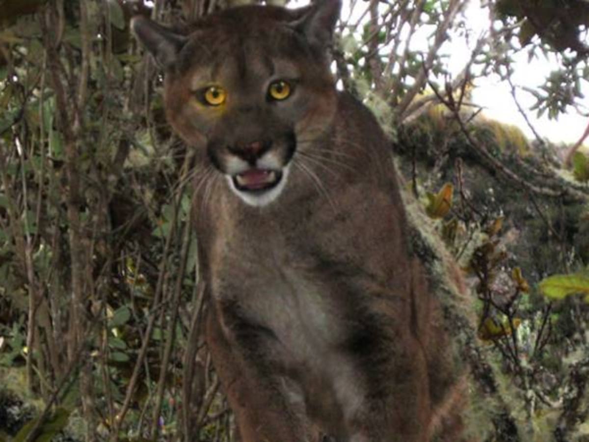 En Quindío autoridades buscan dos pumas que ya han atacado el ganado