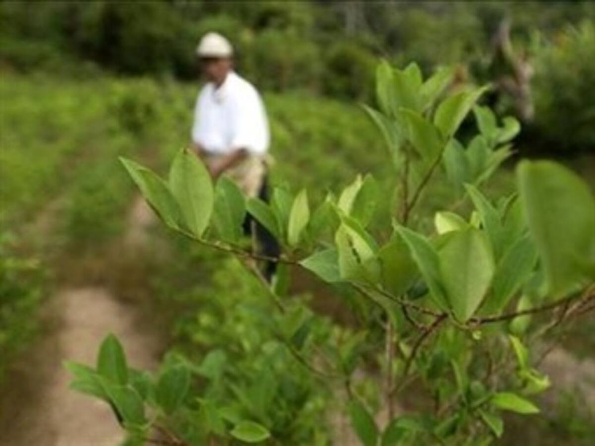 ONU advierte que crecimiento cultivos coca en Bolivia implica aumento cocaína
