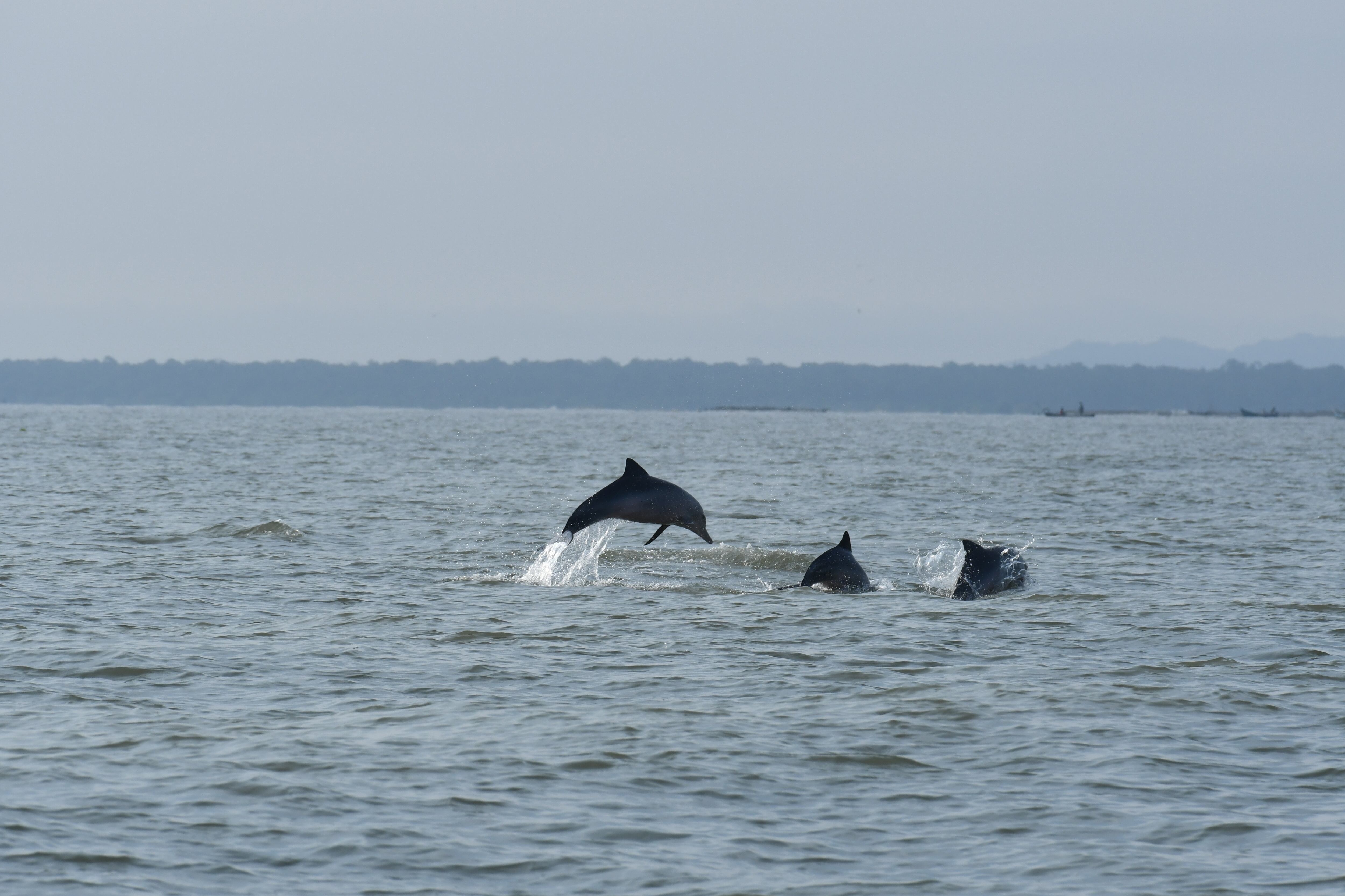 Monitoreo de delfines en el Golfo de Morrosquillo.