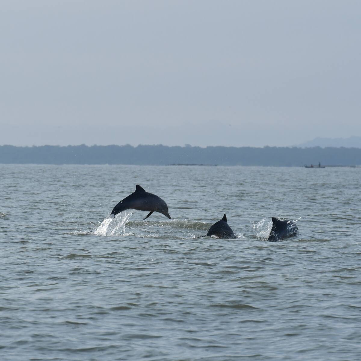 Golfo de Morrosquillo: Un esfuerzo conjunto por proteger la biodiversidad