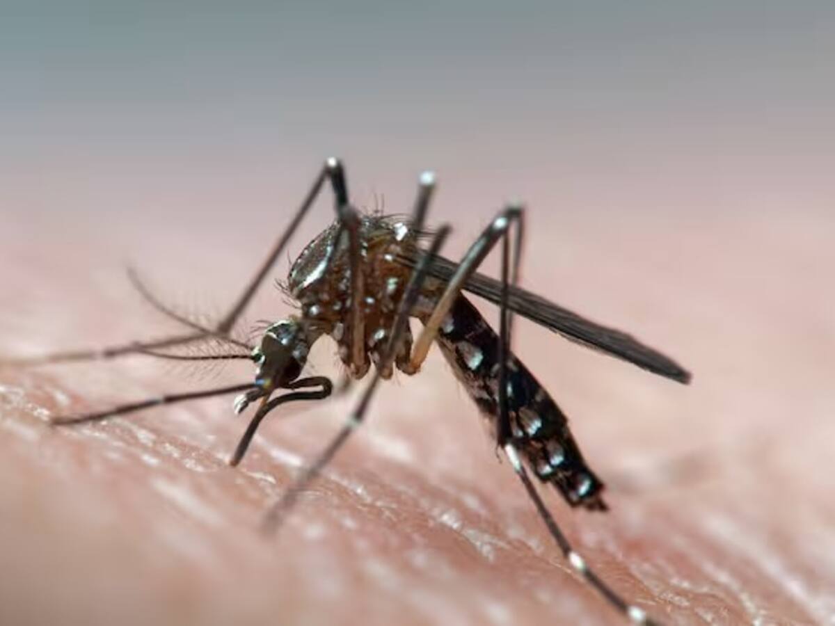 Desde hace 15 años, Armenia no tenía un brote de dengue tan alto: epidemióloga
