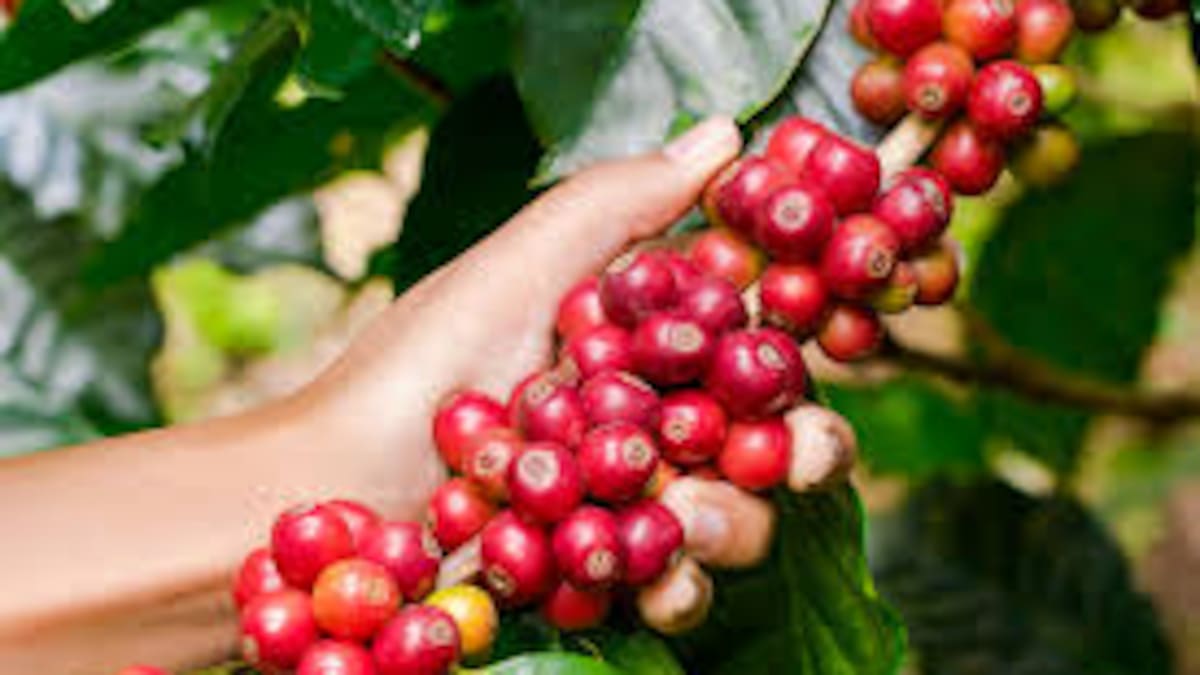 Lluvias de enero afectaron la producción de café en el país