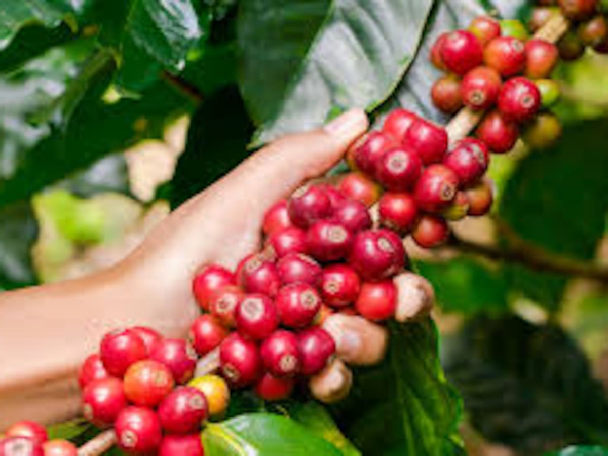 Caficultores del Suroeste reactivan la Cooperativa de Los Andes tras cinco años de intervención