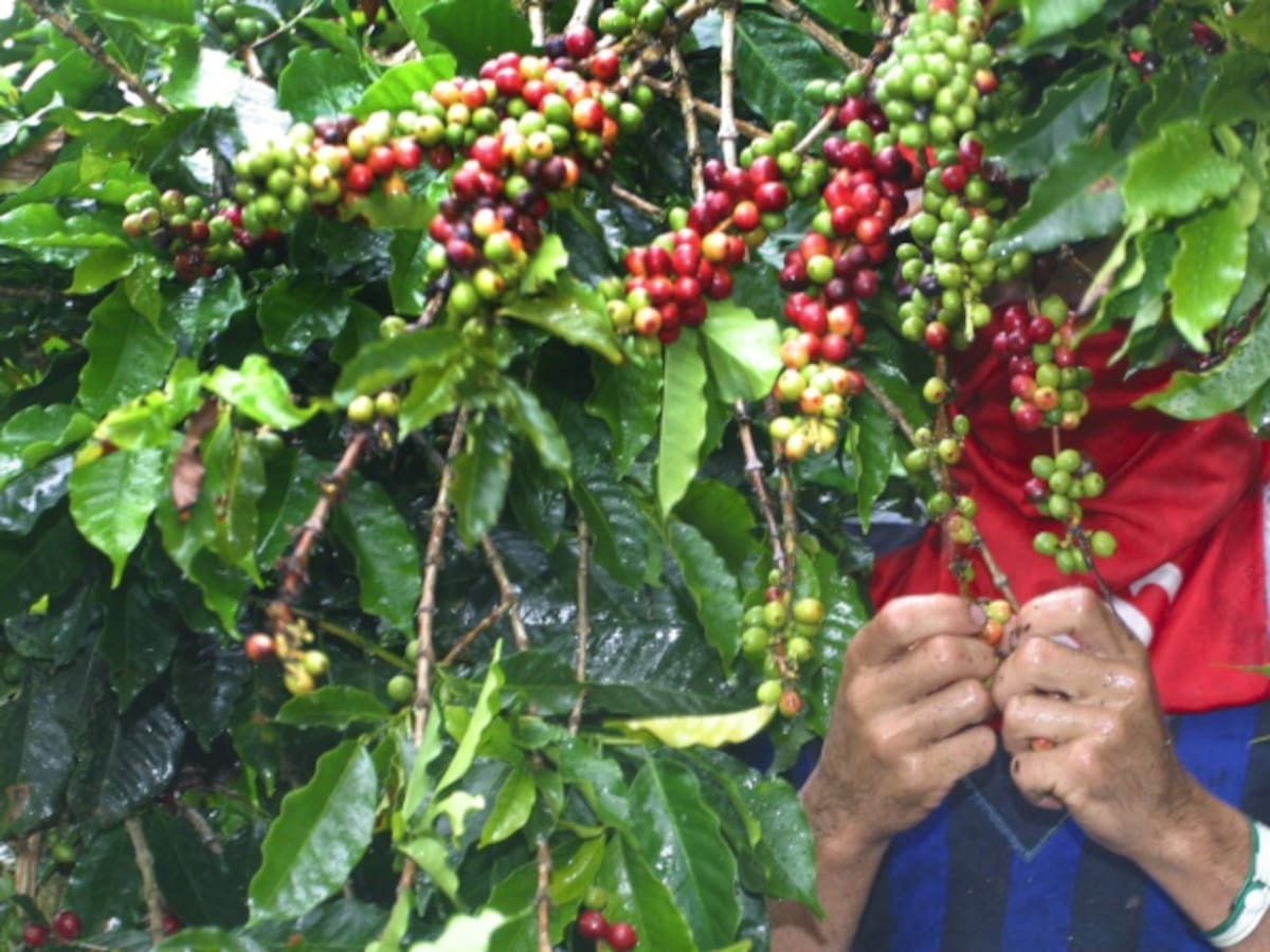 El 19.7% de las fincas cafeteras son autosuficientes en mano de obra