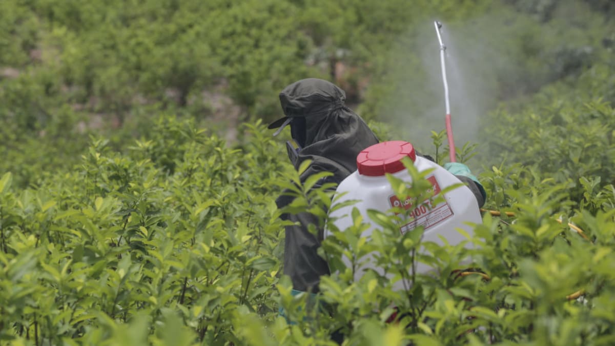 MinDefensa ha erradicado 5 mil hectáreas de cultivos ilícitos: solo han cumplido el 11% de la meta
