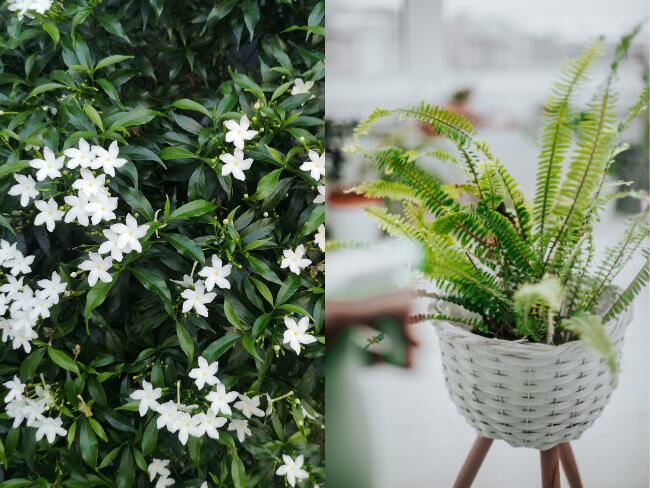 Planta Jazmín y helecho/ Getty Images/ Imagen de referencia