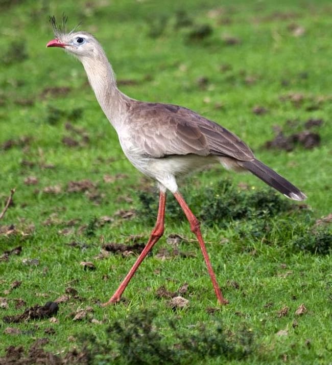 ¿Cuáles son las 2 aves más ruidosas del mundo?