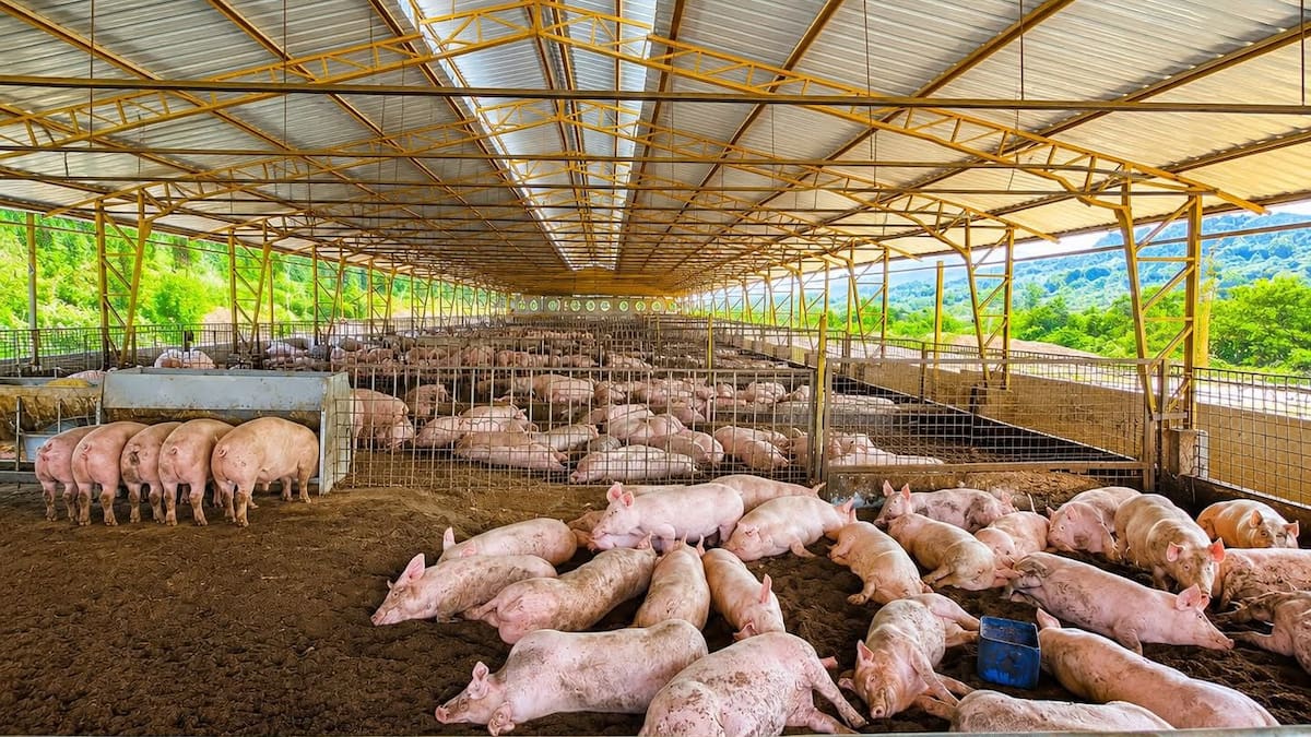 Porcicultores del Huila enfrentan una de las peores crisis por sobreoferta y bajos precios