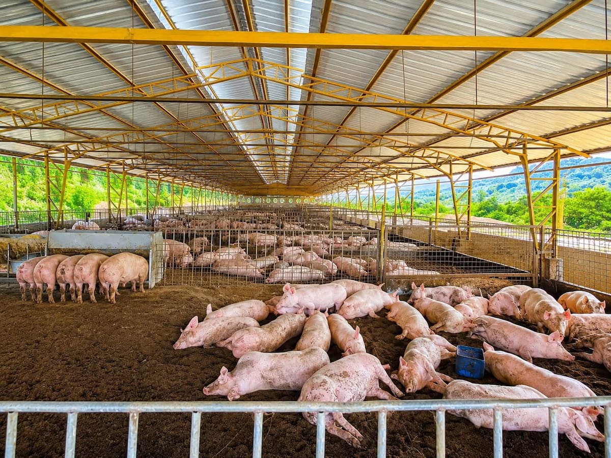 Porcicultores del Huila enfrentan una de las peores crisis por sobreoferta y bajos precios