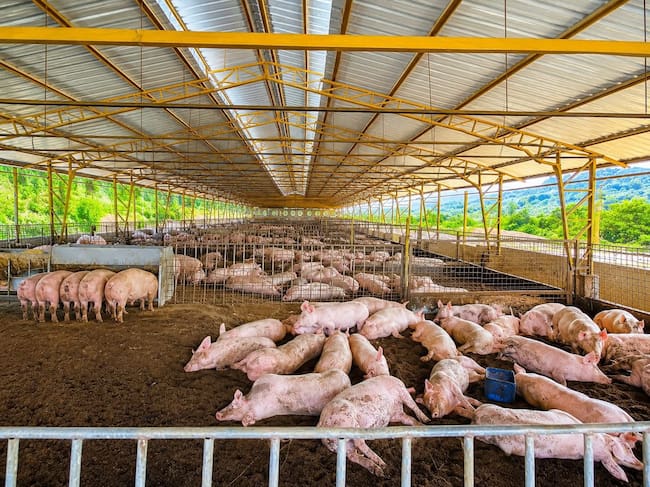 Están vendiendo los animales a precios que no alcanzan a cubrir los costos. Foto Relacionada.