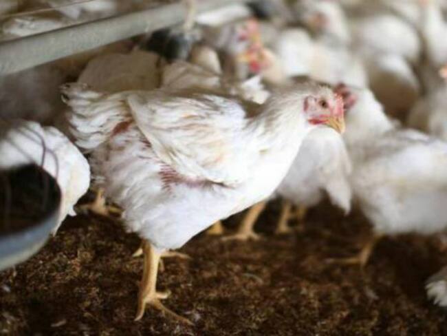 Paro camionero pone en riesgo producción de 13 millones de pollos en Antioquia