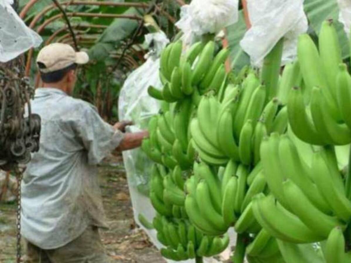 Apetito sexual, una trampa para el picudo