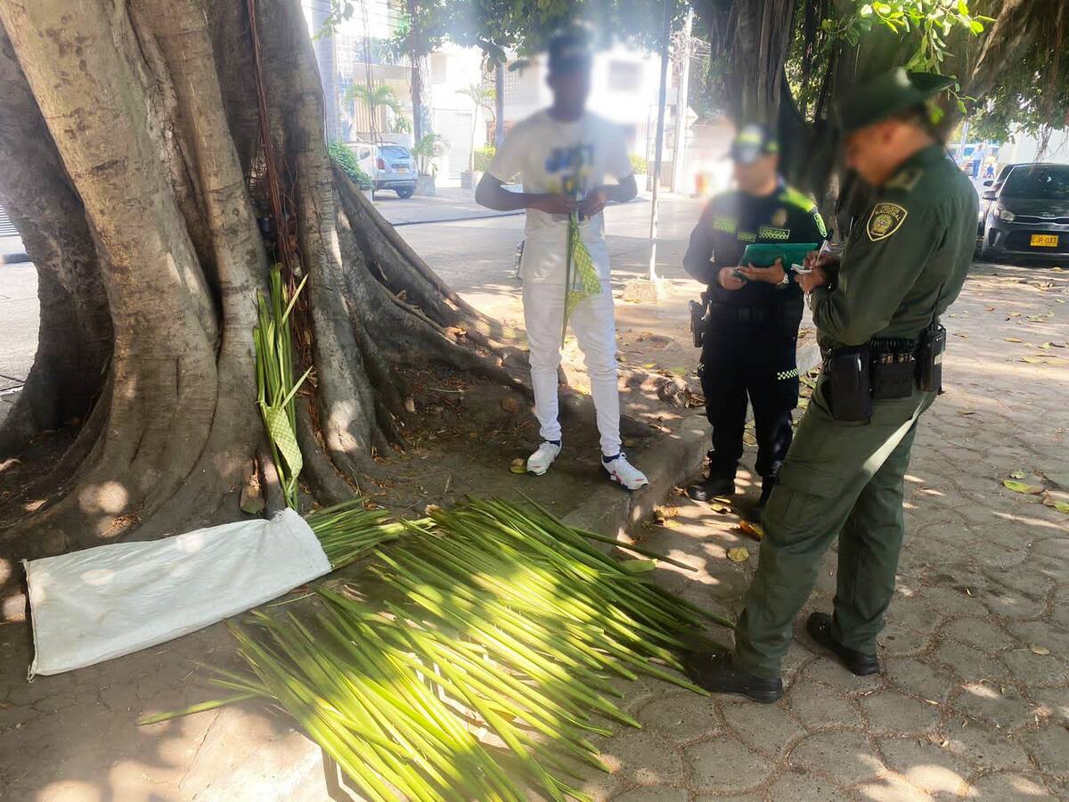 Incautan más de 600 ramos de palma de iraca en Domingo de Ramos en Cartagena