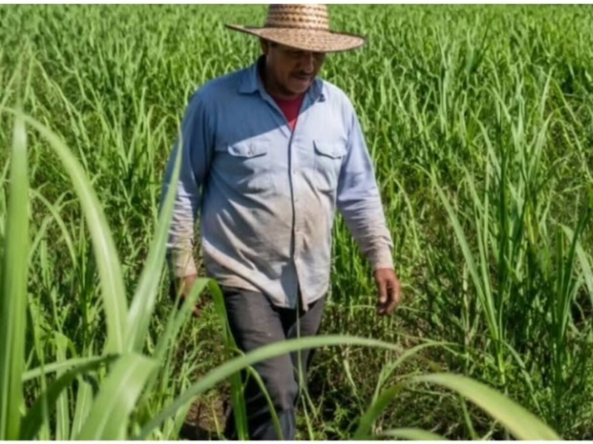 Productores de caña de azúcar preparados para el fenómeno del niño.